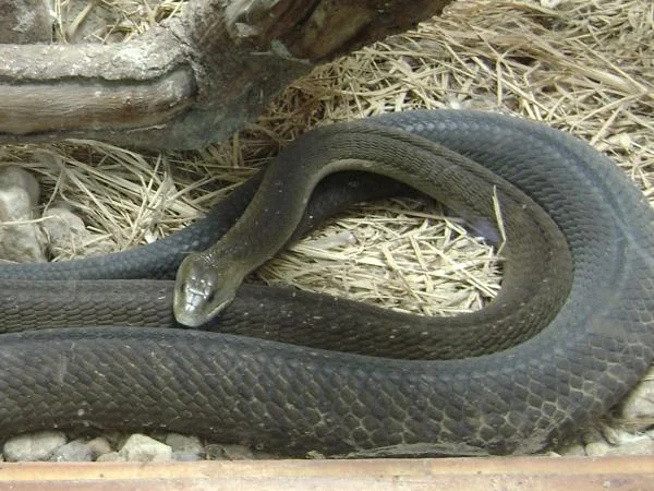 Meserani Snake Park