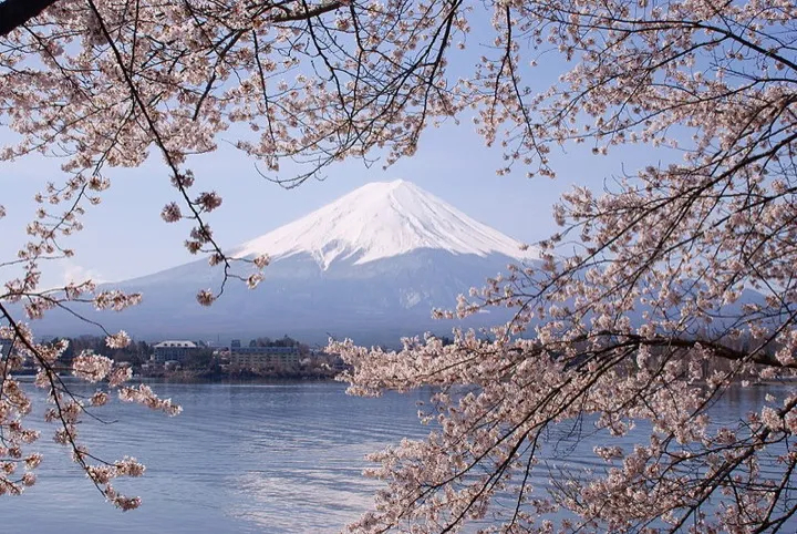 Springtime brings blossoms near Mt Fuji