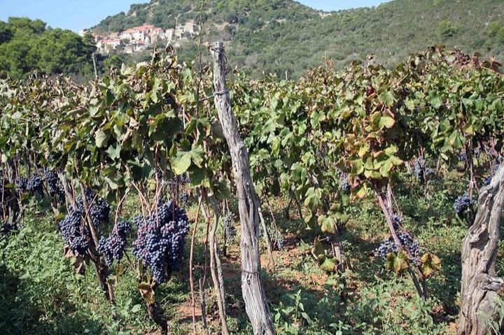 Croatian vineyards
