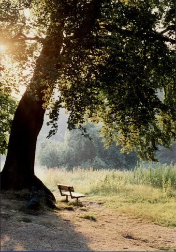 Sunlight dapples the heath in Hampstead.