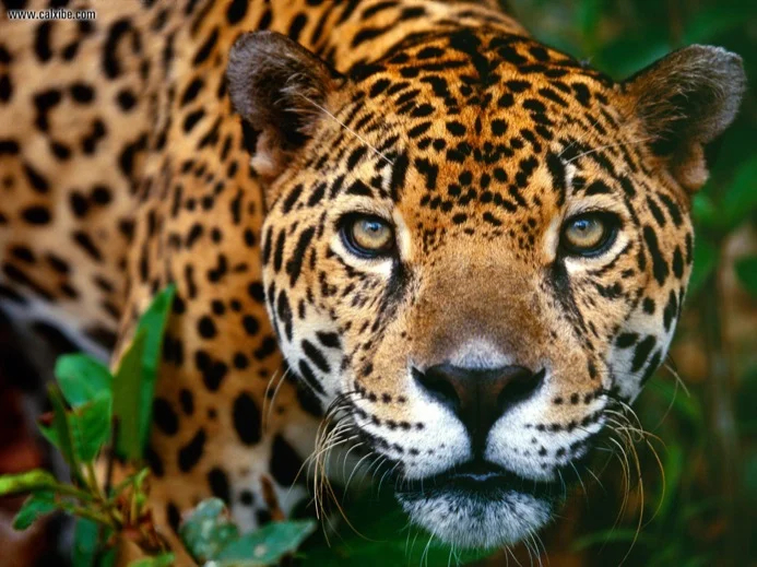 The elusive jaguar