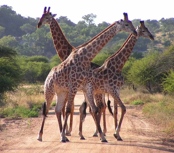 Giraffes in Kruger National Park