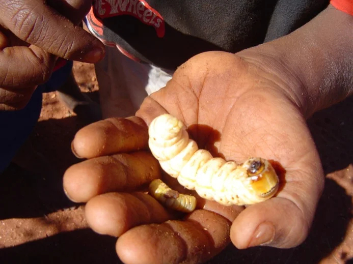 A witchetty grub in the Australian Outback