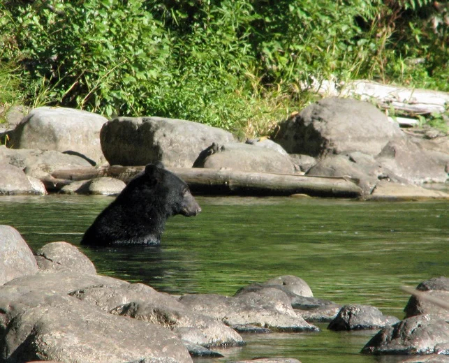 One of Vancouver Island's many black bears
