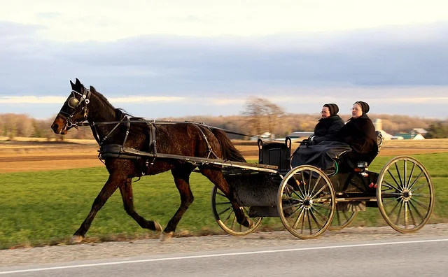 Mennonites heading to Market in St. Jacob's