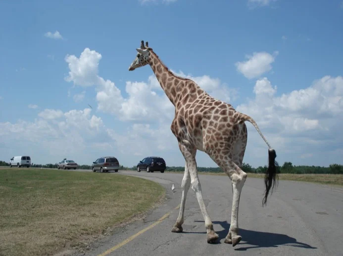 Giraffes wander across the road at African Lion Safari