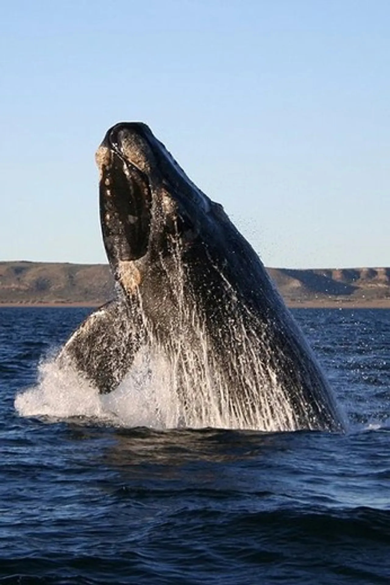 A Southern Right Whale breaching off the coast