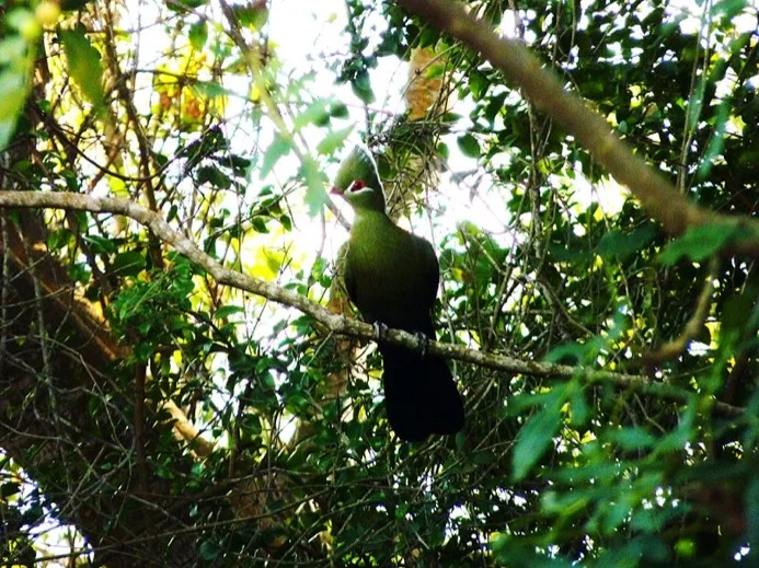 The famous Knysna Tauraco