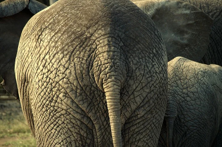 Knysna Elephants
