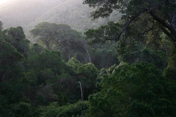 The misty Knysna Forest