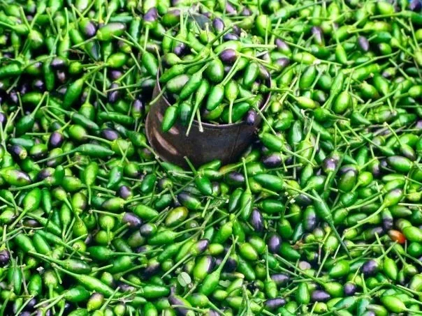 Fresh chillies at the market