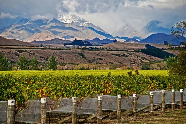 Autumn in nearby Marlborough Wine Country