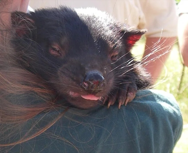 Tasmanian Devil