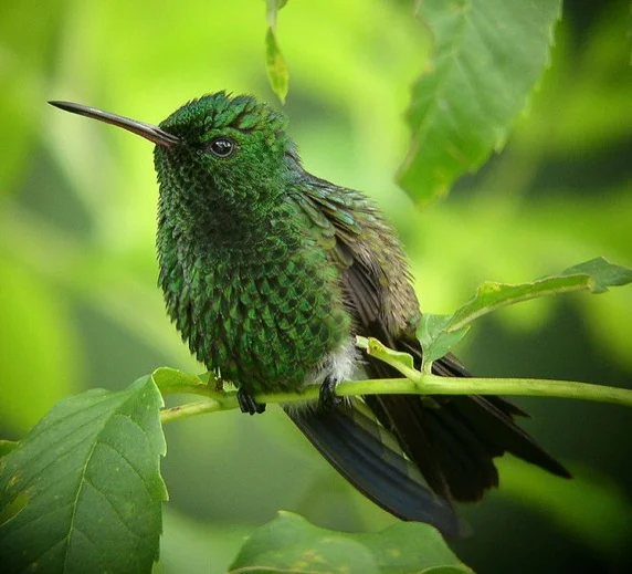 Perched copper rumped hummingbird
