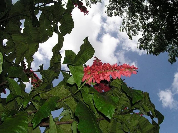 Chaconia, the national flower