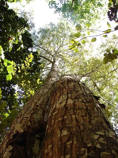 Amazon Rainforest