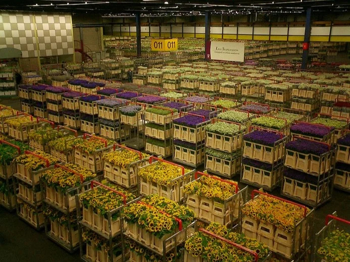 Flower auction at Aalsmeer