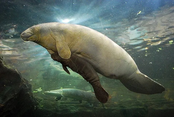 Mother and calf manatee