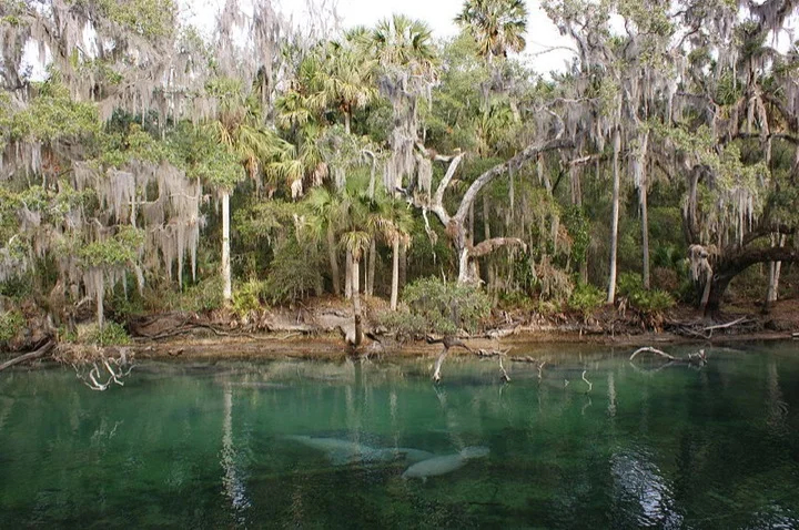 Manatees at Blue Spring State Park