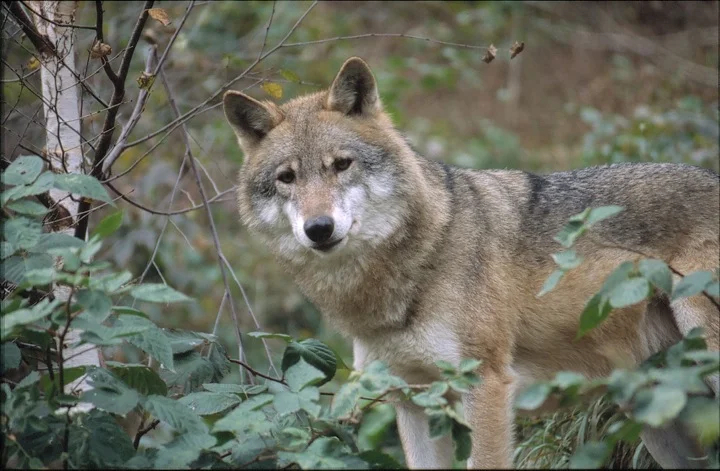 Wolf