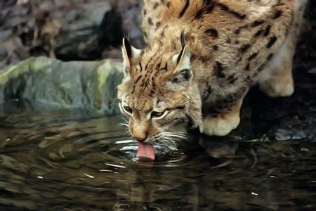 Lynx