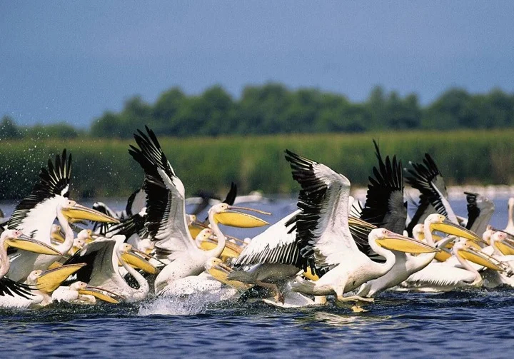 The Danube Delta