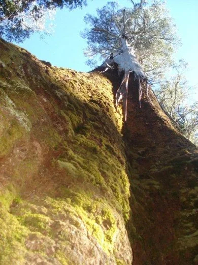 Giant Eucalyptus in Mt. Field