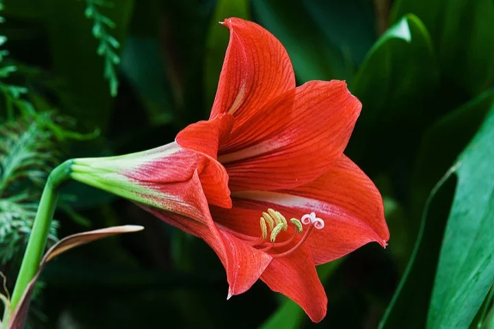 Flower blooming in the Royal Botanical Garden