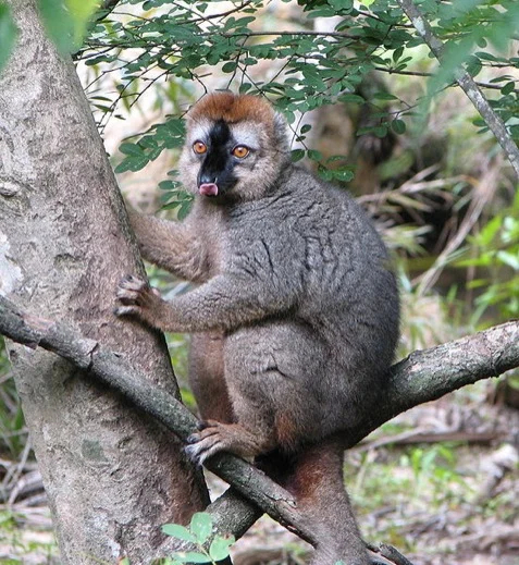 Red Lemur in Isalo National Park