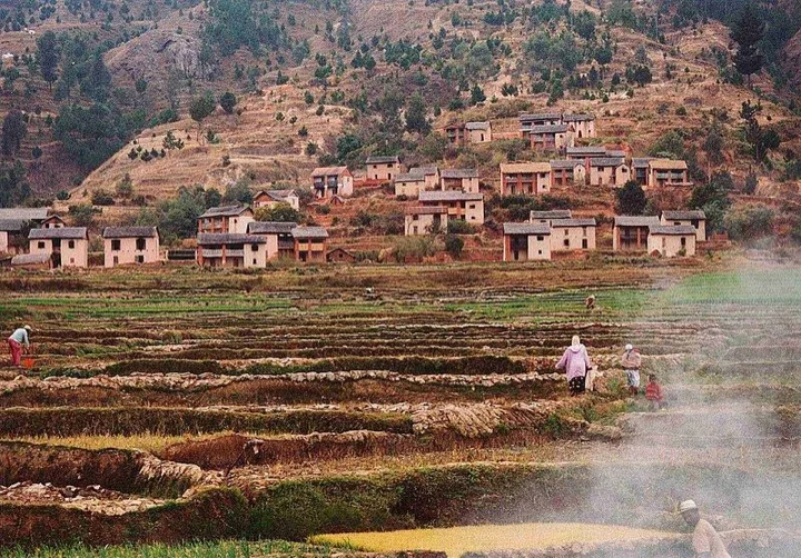 Rice Paddies