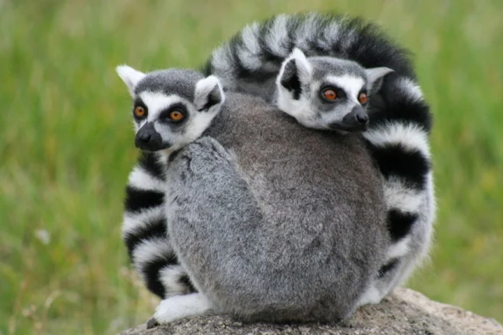 Ring-tailed Lemurs
