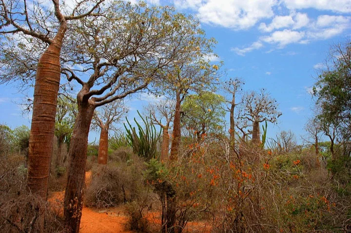 Spiny Forest at Ifaty