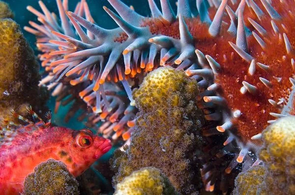 Underwater life at Cabo Pulmo