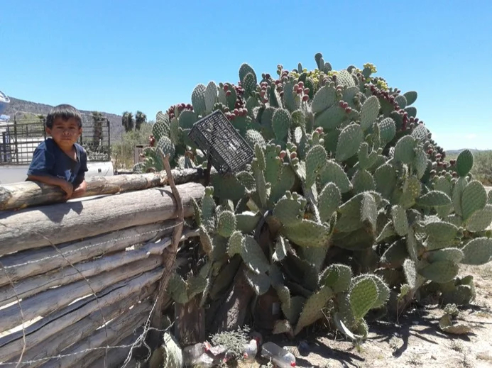 Cactus fruit