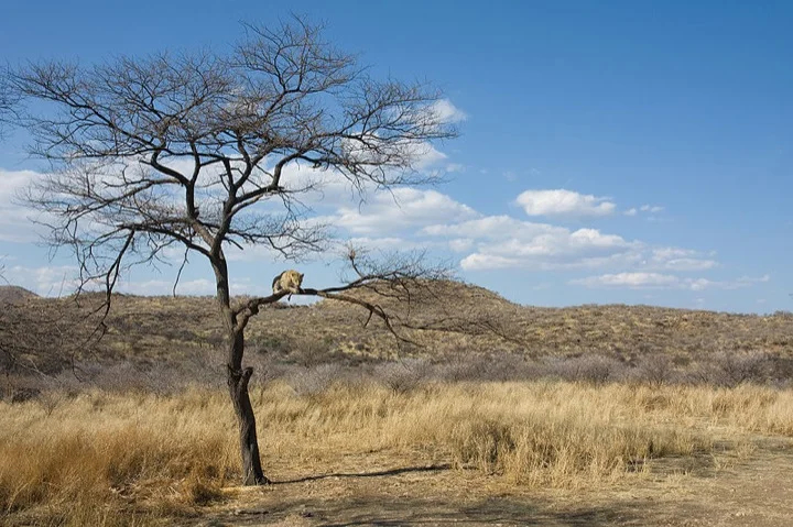 Spot the leopard!