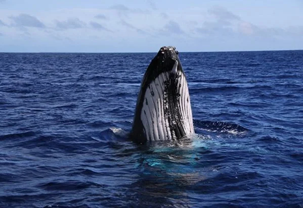 Whale watching in Tonga