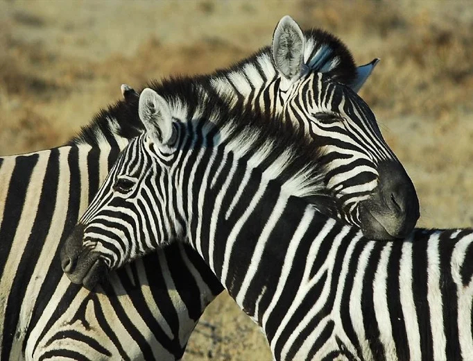 Nuzzling zebras in Namibia's Etosha national Park