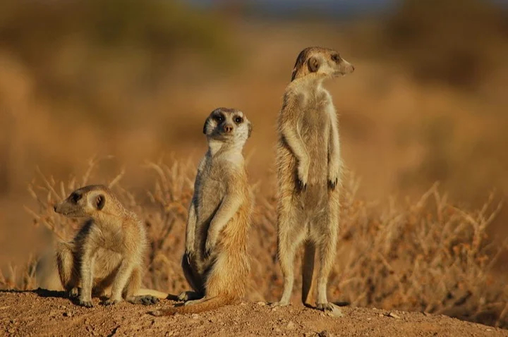 Not exactly noble - but adorable meerkats!