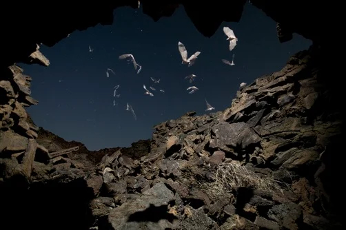 Bats emerging at dusk to feed