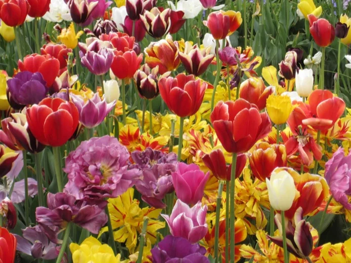 Floriade is awash with blooms