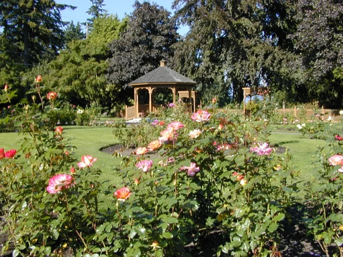Rose garden in New West