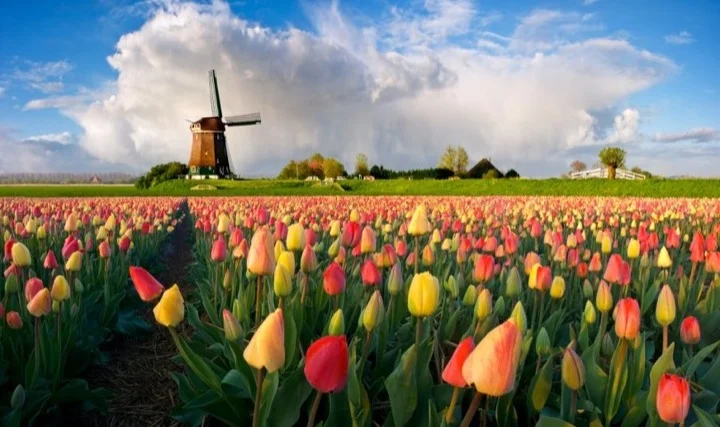 Iconic Holland spring Countyside