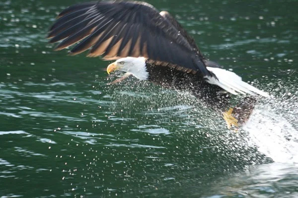 Grizzlies aren't the only ones looking for salmon