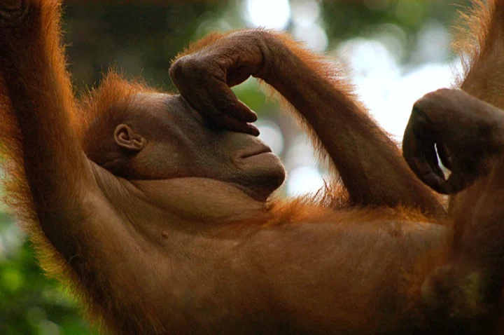 Hanging out in Sabah