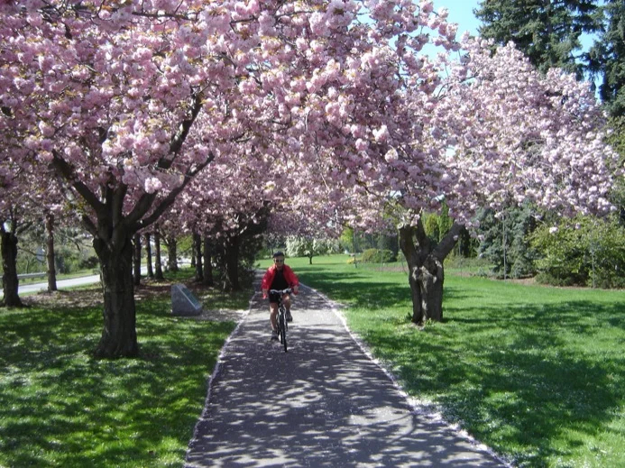 Cycling under a canopy of spring blossoms