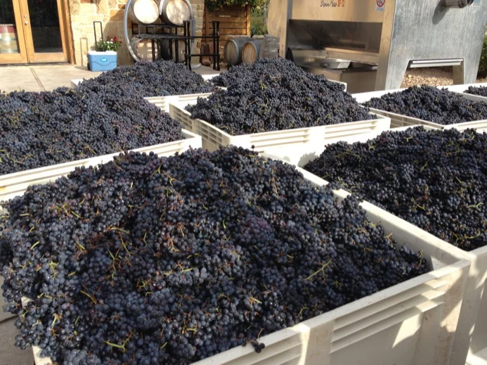Grapes!