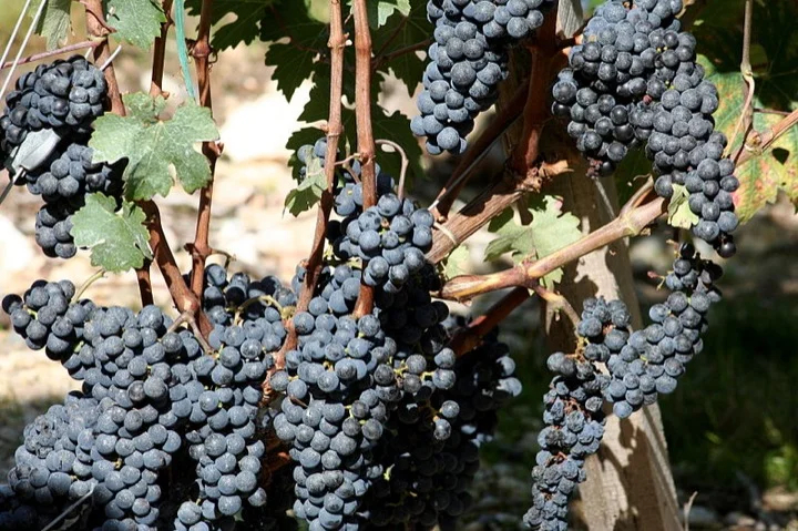 Ripe grapes in the Medoc