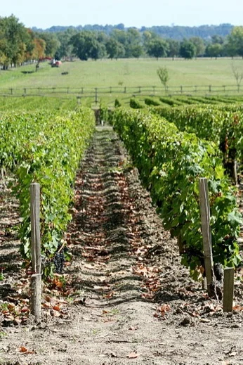 Vineyards in the Medoc