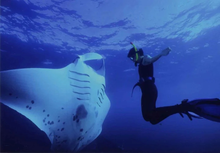 Would you dare to snorkel with a manta ray?