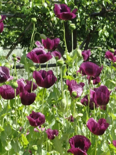 Poppies popping up at Babylonstoren